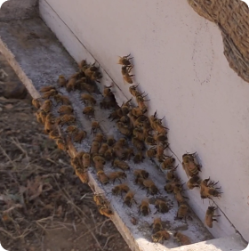 Bees at the hive entrance