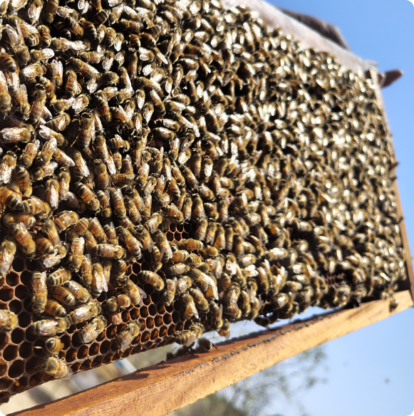 Honeycomb frame with bees