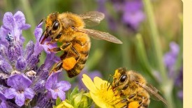 Nectar Collection