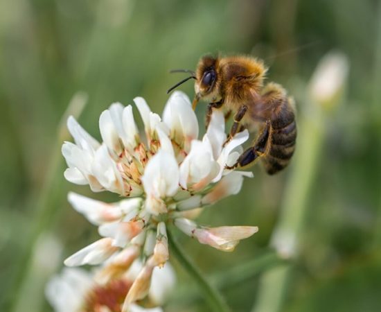 A vertical closeup of the honeybee on Trifolium repens, white clover.
